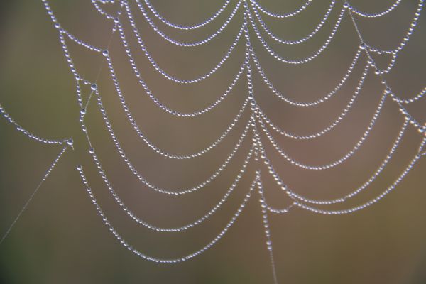 nature,water,symmetry,circle,spider,dew