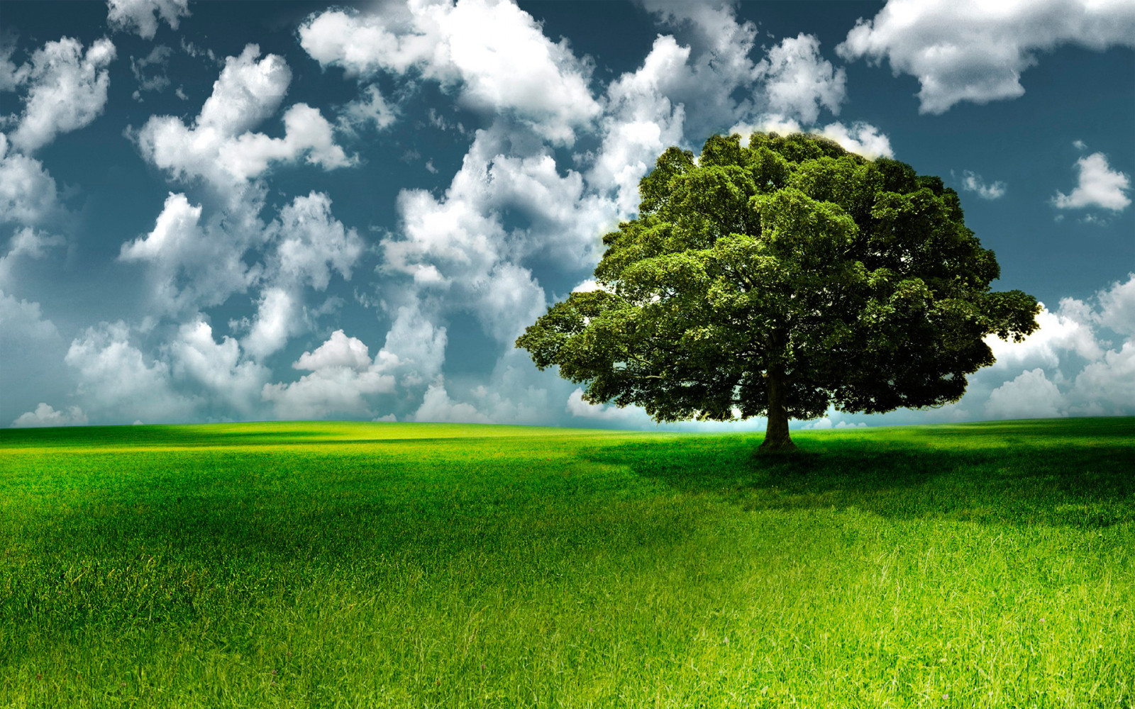 Wallpaper : tree, grass, sky, clouds 1920x1200 - wallup - 1002959 - HD