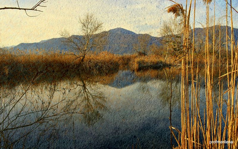 landscape, forest, lake, water, nature, collage landscape, forest, lake, water, nature, collage
