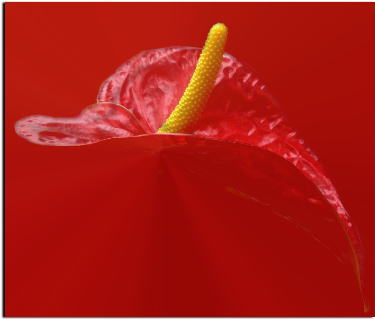 ดอกไม้, สีแดง, ฟลอเรส, rojo, พืช, Fiori, โรคโพแทสเซียม, Rosso, Soe, blueribbonwinner, worldbest, flickraward, colourartaward, theperfectphotographer, goldstaraward, gfeffe