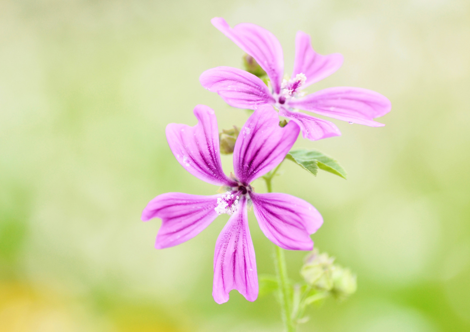 Japonsko, zahrada, květ, růžový, bylina, květ, rostlina, kobe, flóra, okvětní lístek, pelargónie, divoká rostlina, vyrobit, botanika, suchozemská rostlina, kvetoucí rostlina, zblízka, makro fotografie, Růžová rodina, Kakostotvaré, Malva