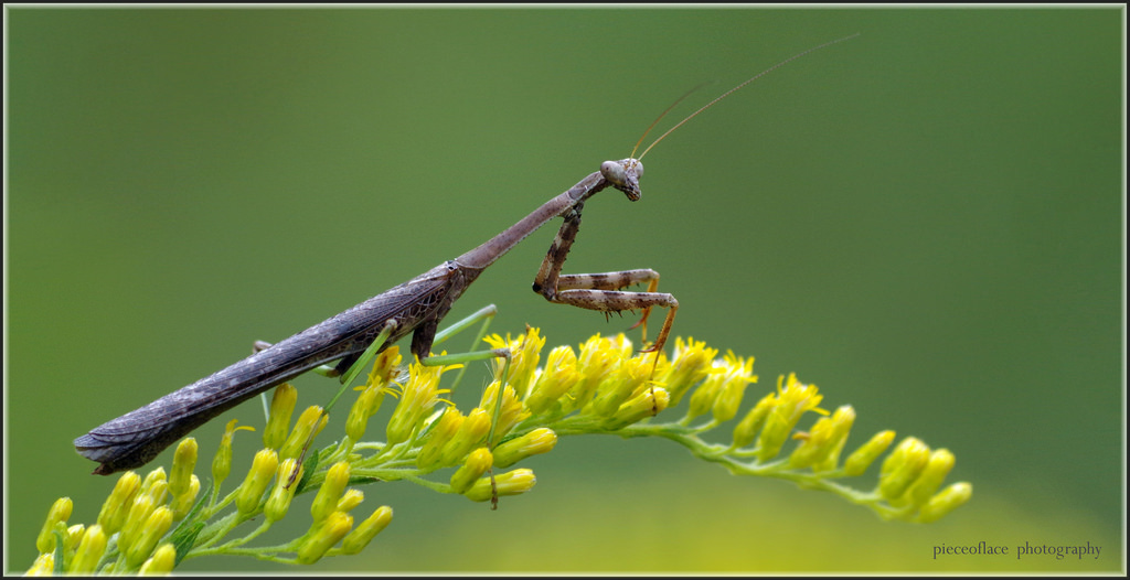 květ, makro, zelená, Příroda, žlutý, fauna, kudlanka, hmyz, flóra, pentax, Volně žijících živočichů, zlatobýl, divoká rostlina, kudlanka nábožná, mantid, k3, Solidago, stagmomantiscarolina, carolinamantis, stagmomantinae