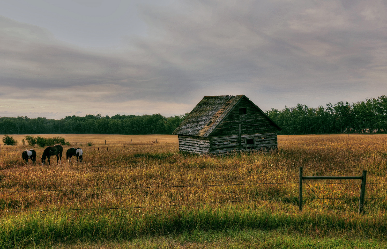 krajina, starý, budova, opuštěný, tráva, nebe, pole, Dům, Volně žijících živočichů, hospodařit, Kanada, Nikon, stodola, chata, plot, Alberta, chatrč, step, pátek, mrak, strom, NIKKOR, lučina, koně, pastvina, zemědělství, louka, prostý, D300, prérie, statek, weatheredwood, venkov, ekosystém, tráva rodina, savana, pastvisko, ekoregion, políčko, 18300