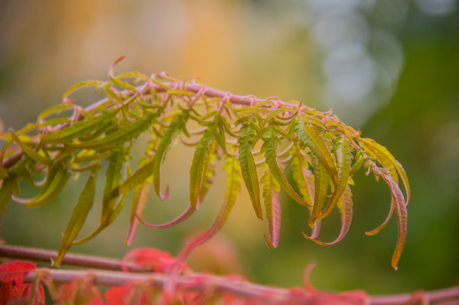 slunečnímu záření, zahrada, Příroda, tráva, park, fotografování, větev, zelená, mráz, květ, strom, podzim, list, květ, rostlina, sezóna, flóra, h st, exif modelu canoneos760d, geocountry, Kamera aby kánon, geocity, Model fotoaparátu canoneos760d, geostate, geolocation, EXIF čočka efs18200mmf3556is, EXIF otvor 56, exif aby kánon, exif focallength 150mm, exif isospeed 200, Alnarp, botanika, suchozemská rostlina, dřevina, zblízka, keř, makro fotografie, závod stonek
