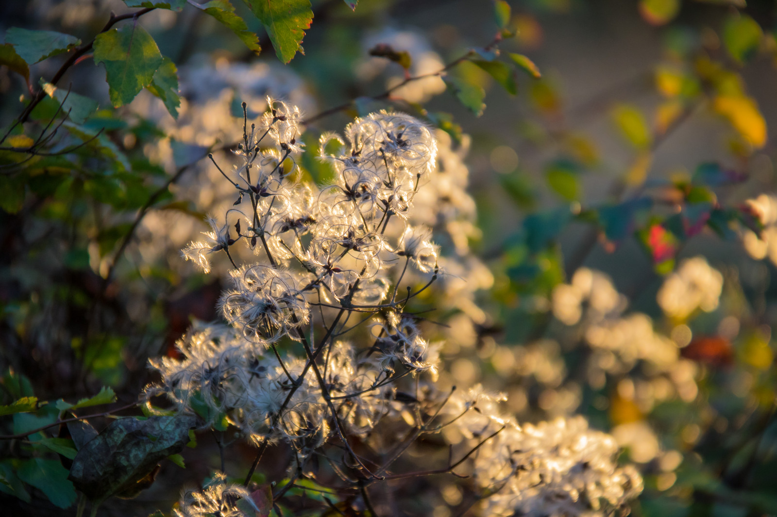 sunlight, sunset, garden, nature, branch, green, blossom, spring, tree, autumn, leaf, flower, backlit, plant, season, flora, solljus, trelleborg, exif model canoneos760d, geocountry, camera make canon, geocity, camera model canoneos760d, geostate, geolocation, exif lens efs18200mmf3556is, exif aperture 56, exif focallength 200mm, exif make canon, dalabadet, exif isospeed 640, produce, botany, land plant, flowering plant, woody plant, shrub, macro photography, solnedgang, lov