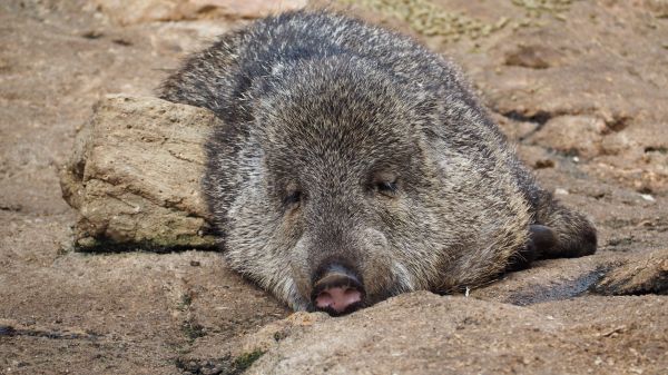 wildlife,Zoo,wild,pig,fauna,mammal