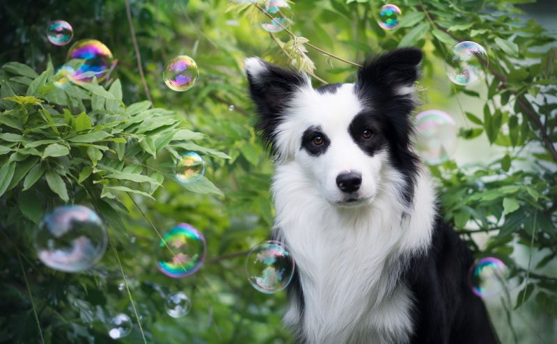 dog, black, white, bubbles, plants, animals dog, black, white, bubbles, plants, animals