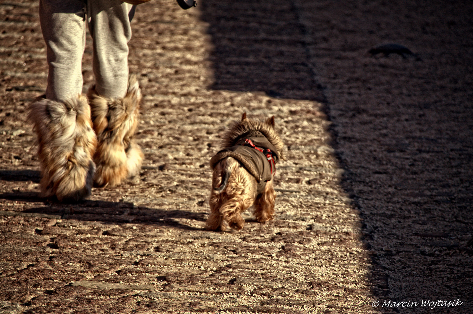 život, město, lidé, Pes, srst, srstnatý, Europa, Evropa, nohy, chodník, Procházka, Stadt, koláče, polen, Warsaw, třídaFoto, Polonia, warszawa, Spacer, Varsovia, Warschau, miasto, Futrzaki