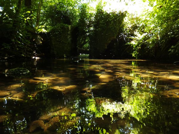 Ireland, Dublin, irish, reflection, nature, reflections