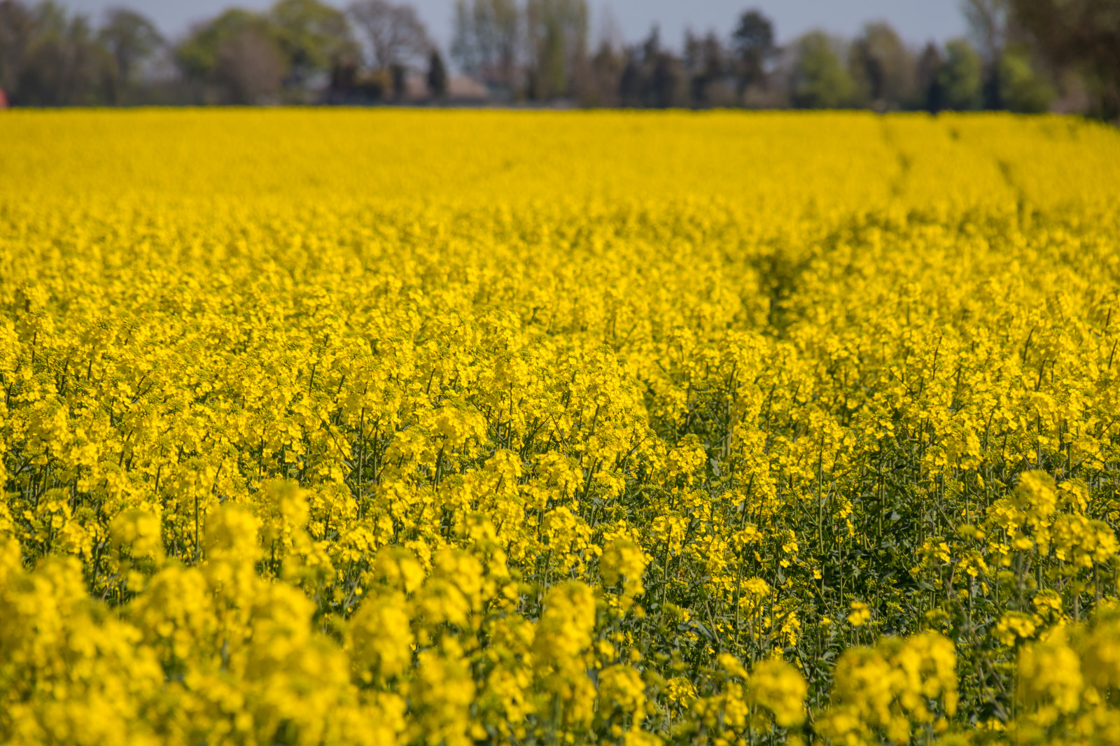 krajina, jídlo, pole, žlutý, řepkového, květ, rostlina, venkov, landsbygd, nárazy, gul, f lt, s dersl tt, landskap, exif modelu canoneos760d, geocountry, Kamera aby kánon, geocity, Model fotoaparátu canoneos760d, geostate, geolocation, EXIF čočka efs18200mmf3556is, exif focallength 200mm, exif aby kánon, EXIF isospeed 100, EXIF otvor 80, řepka, zemědělství, prérie, oříznutí, vyrobit, suchozemská rostlina, kvetoucí rostlina, tráva rodina, zeleninový, brassica, hořčice, hořčice závod, brassica rapa, hořčice a zelí rodina