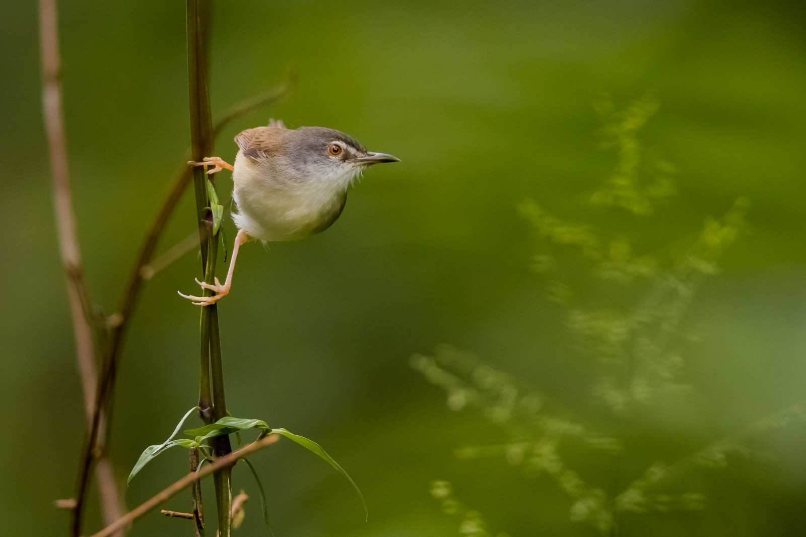 rufescentprinia, priniarufescens, priniabelukar, baturakit, Terengganu, Malajsie, Asie, pták, burung, Příroda, Volně žijících živočichů, canoneos1dxmarkii, ef500mmf4lisiiusm, 14xiii, asijský, malaisie, Maleisie, Malasia, ef14xiiiextender, oiseau, Aves, vogel, fotografie, fotografie, obraz, obrázek, teleobjektiv