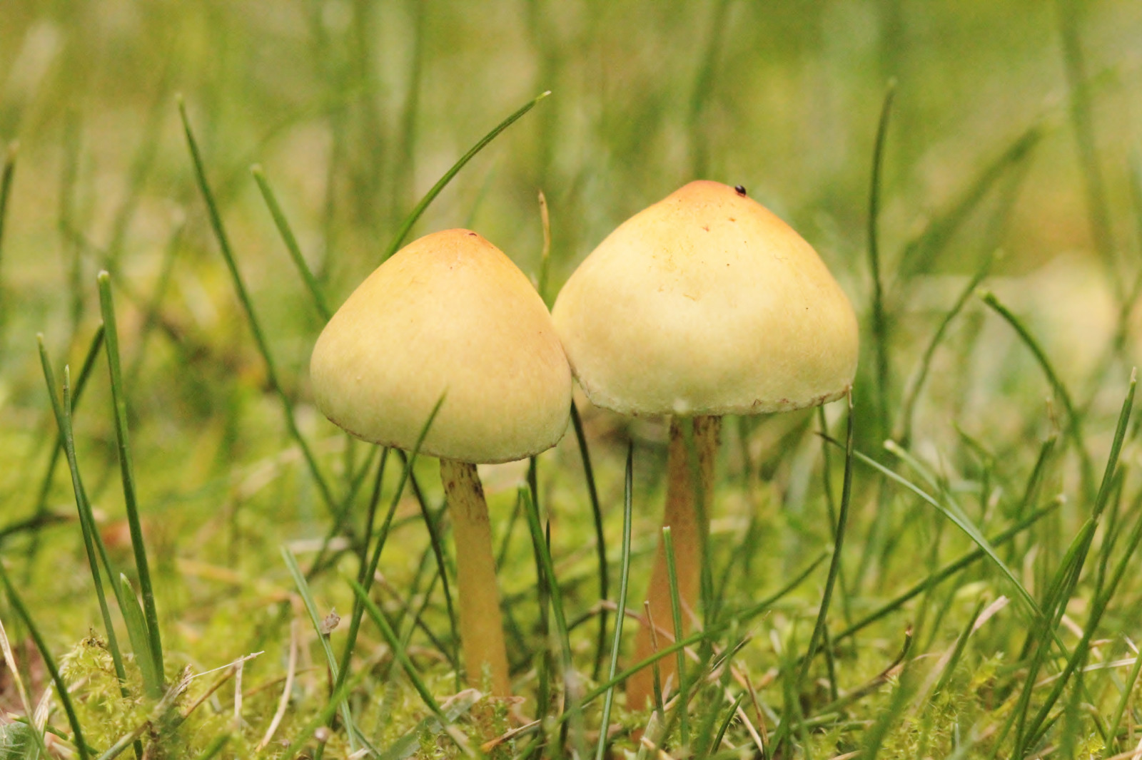 Wallpaper : nature, mushroom, fungus, paddestoel 5184x3456 - - 938226