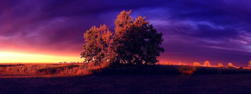 sunlight, trees, landscape, sunset, night, nature sunlight, trees, landscape, sunset, night, nature