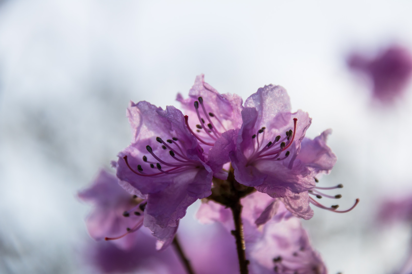 fotografering, lilla, afdeling, blomst, lyserød, forår, Rhododendron, blomst, plante, flora, v r, forår, Alnarp, kronblad, Blom, rosa, jord plante, blomstrende plante, vedplante, tæt på, Busk, makrofotografering