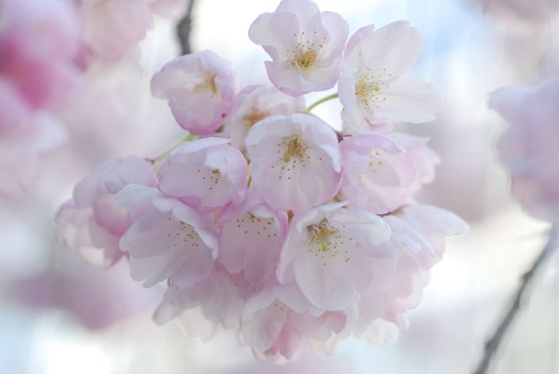 flower, blossom, pink, cherry blossom, spring, branch flower, blossom, pink, cherry blossom, spring, branch