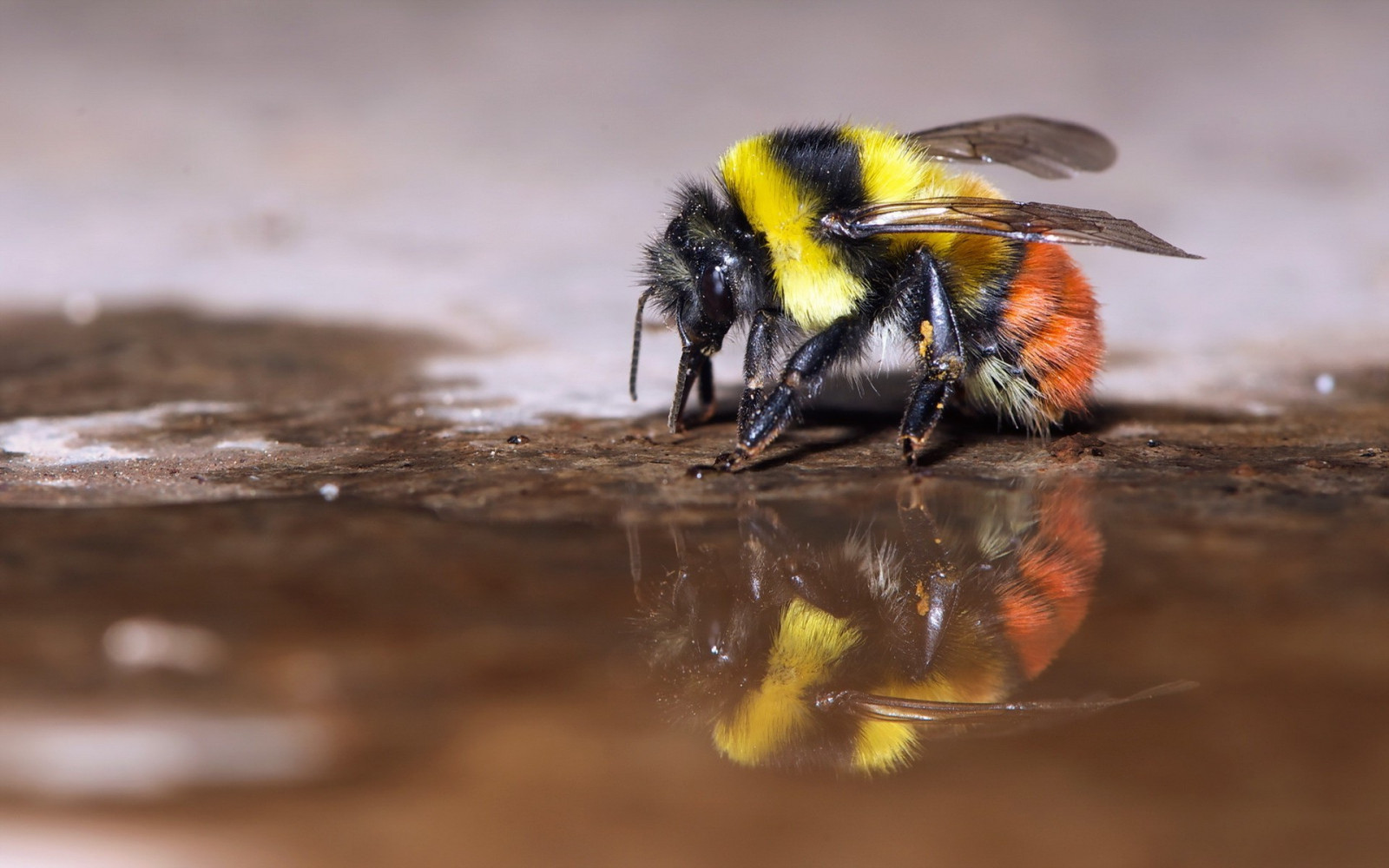 zvěř, Příroda, fotografování, makro, hmyz, žlutý, Volně žijících živočichů, včely, Hymenoptera, Včela, květ, fauna, 1920x1200 px, zblízka, makro fotografie, bezobratlý, membrána okřídlený hmyz, nektar, včelí med