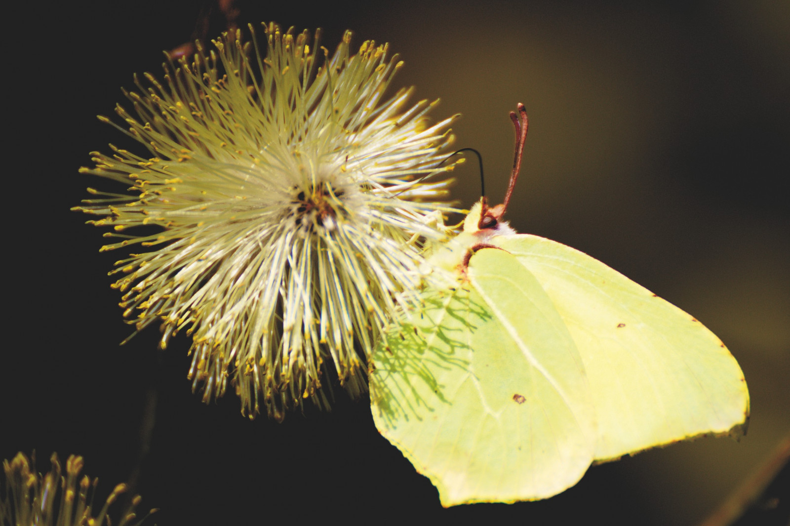 animali, natura, fotografia, ramo, farfalla, insetto, verde, giallo, polline, foglia, fiore, pianta, flora, petalo, fauna, botanica, avvicinamento, fotografia macro, staminali vegetali, invertebrato, nettare, falene e farfalle