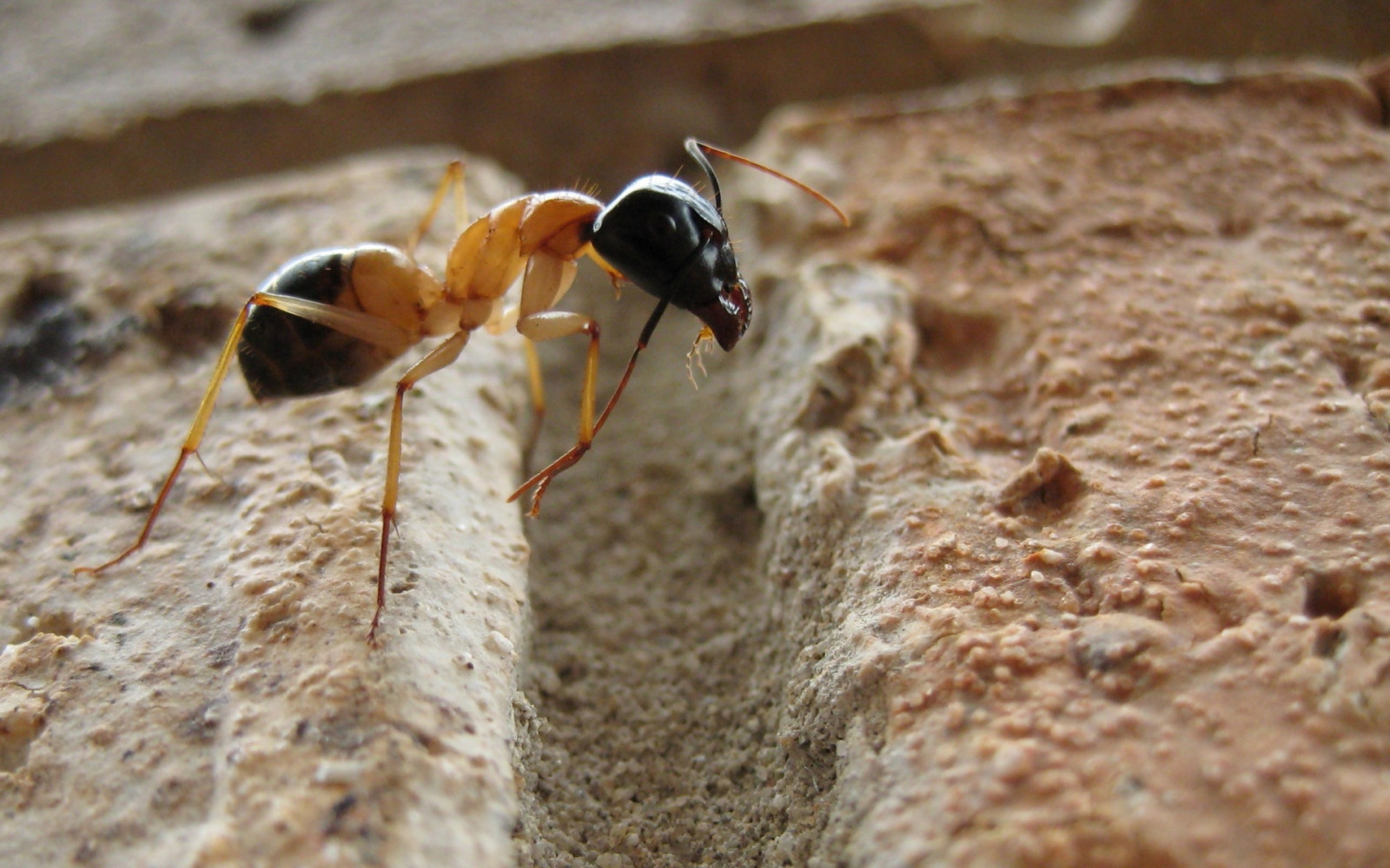 roccia, macro, insetto, natura, formiche, Camponotus, vespa, fauna, peste, 1920x1200 px, suolo, formica, avvicinamento, fotografia macro, invertebrato, artropodo, membrana insetto alato