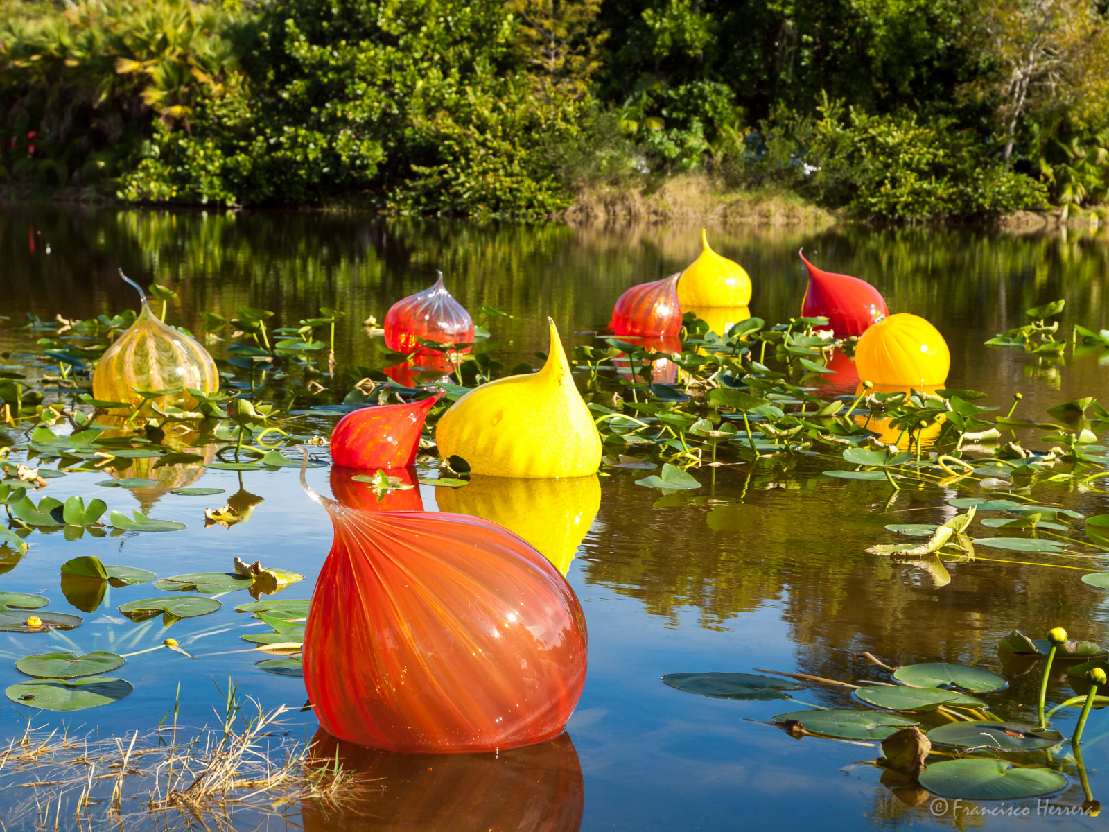 กล้อง, ประติมากรรม, chihuly, ศิลปะ, กระจก, ศิลปิน, Arte, สหรัฐ, หุบเขา, ฟลอริด้า, ไมอามี, Olympus, escultura, ฟุต, camara, fairchildtropicalbotanicgarden, สี่, e620, สวนสาธารณะ