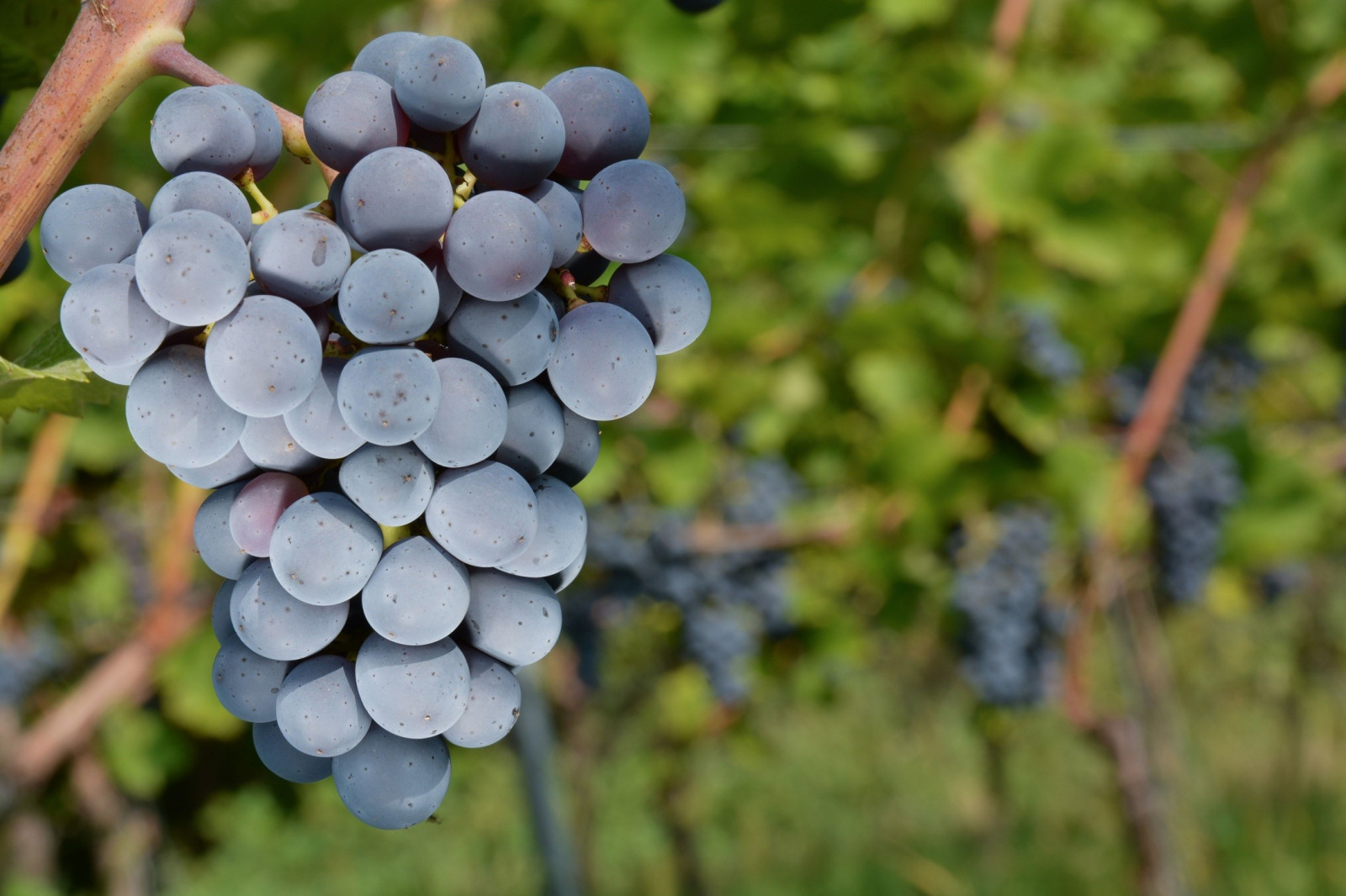 jídlo, Příroda, větev, ovoce, zelená, zrnko vína, podzim, list, květ, rostlina, bobule, flóra, zemědělství, vyrobit, botanika, suchozemská rostlina, kvetoucí rostlina, keř, vitis, vinná réva rodina, borůvka