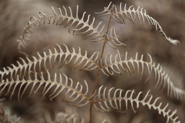 leaves, nature, plants, closeup, abstract, winter