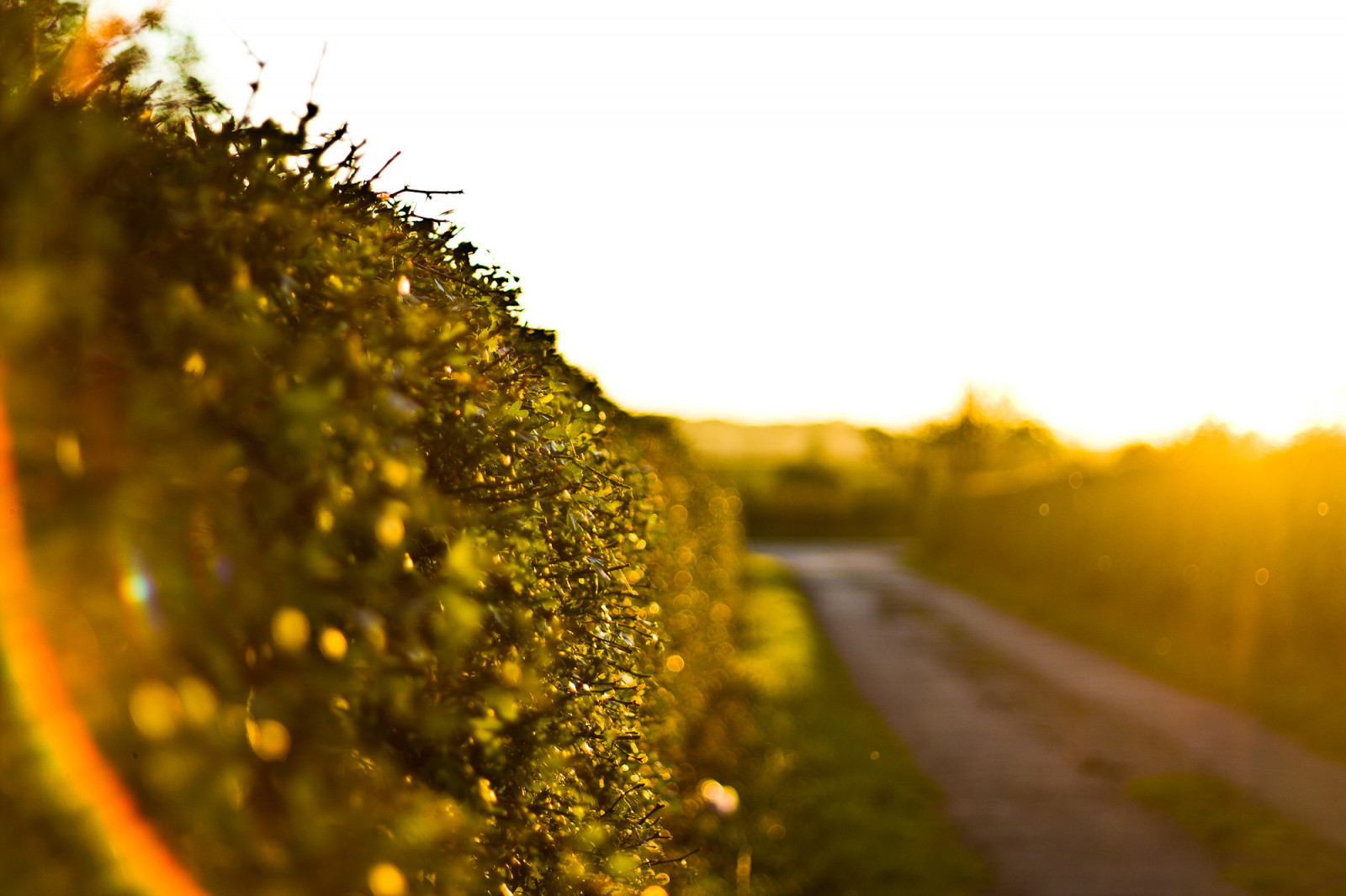 Wallpaper 50mm, treasure, artistic, chest, hedge, lensflare