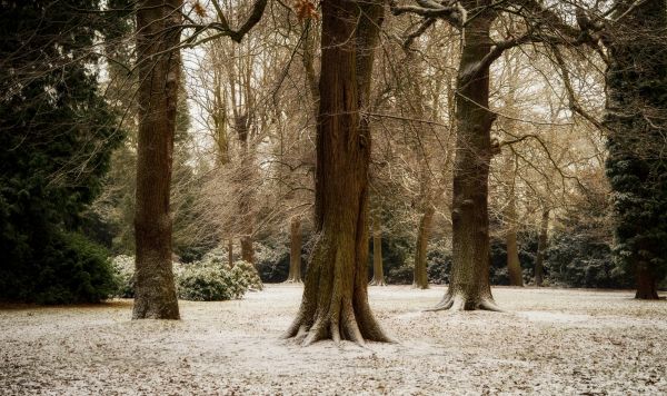 forest,trees,snow,winter
