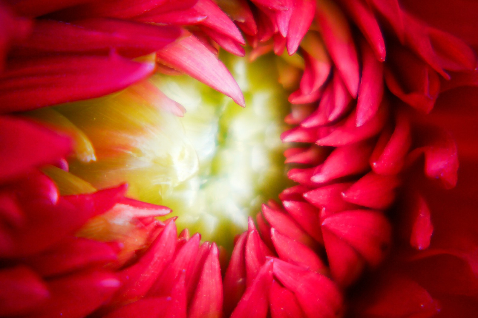 jiřina, květiny, podzim, Červené, letní, rostliny, rostlina, flores, květ, barva, makro, trouchnivění, Příroda, květ, Krásná, krása, květiny, Německo, zahrada, lumix, Lístky, barvitý, flickr, majetek, autum, Stuttgart, květ, letní, Herbst, natur, flor, pflanze, Pflanzen, blumen, Panasonic, Zomer, Verano, květ, Blomma, G6, dalie, ete, blume, fiore, květ, asteraceae, jiřiny, Dalia, Yaz, bloem, Floro, kwiat, Killesberg, Dahlie, dahlien, kv t, blomman, blomsten, lestate, Dalio, photophob, dmcg6