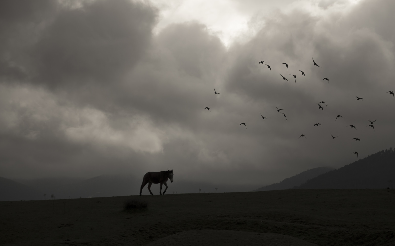 slunečnímu záření, krajina, kontrast, moře, voda, kůň, nebe, uklidnit, večer, ráno, Španělsko, horizont, atmosféra, mrak, strom, oceán, tma, contraste, 60d, espana, sigma1770, Černý a bílý, meteorologický jev, jev, ekoregion, caballo, canonistas, stock photography