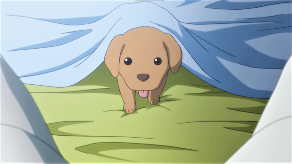blankets,Hunter x Hunter,dog,puppies,tongue out,anime