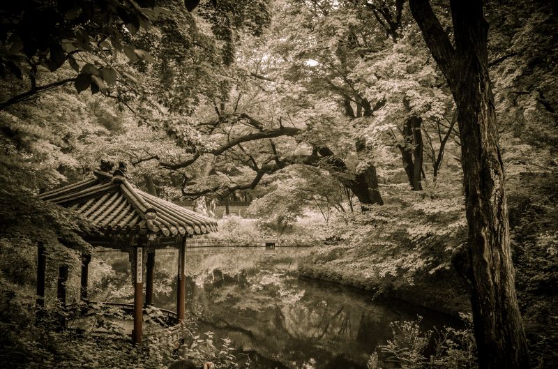 nature, tree, branch, woody plant, black and white, vegetation nature, tree, branch, woody plant, black and white, vegetation
