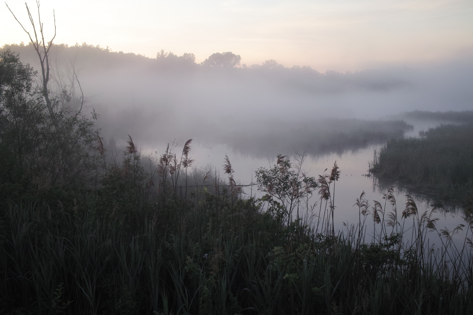 Wallpaper : morning, Ohio, mist, nature, fog, reeds, landscape, dawn