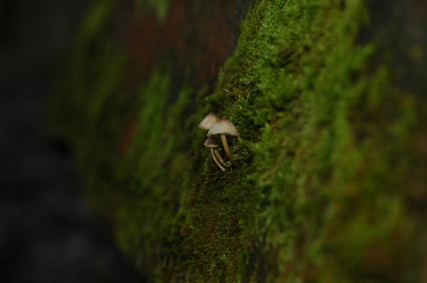 mushroom,macro,nature