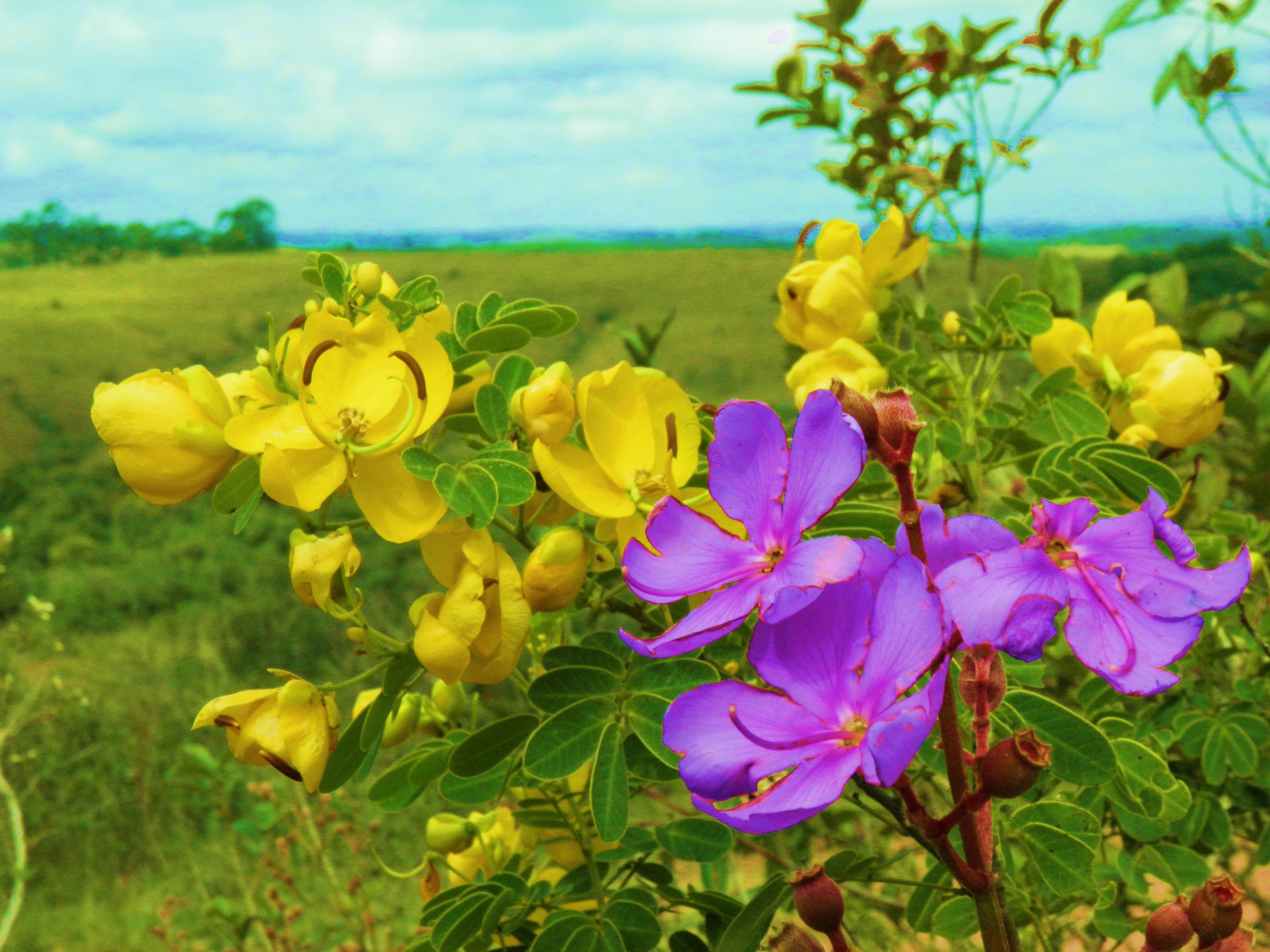 Himmel, Gelb, Frühling, Olymp, Flickr, Blume, Pflanze, Mygearandme, Flora, Blütenblatt, Wiese, Natureza, Ringexcellence, Panoramafotografico, Wildblume, Flor, Computer-Tapete, blühende Pflanze, Rose Familie, sein zu, Bettolves, Krautige Pflanze, Barrosomg