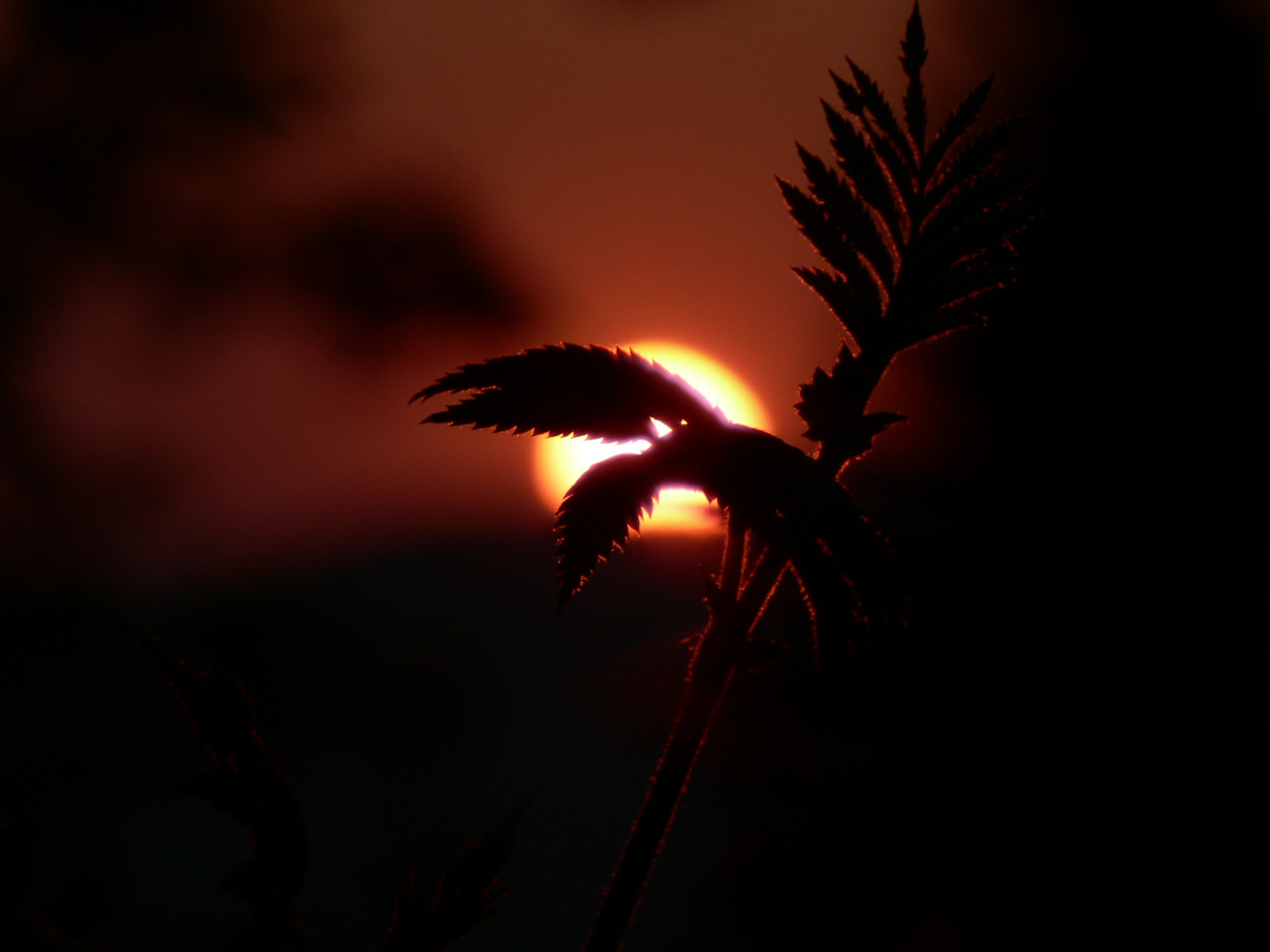 noc, Příroda, Červené, nebe, větev, svítání, večer, ráno, slunce, 2006, list, květ, tma, anawesomeshot, naturesfinest, abigfave, naturesgallery, aplusphoto, golddragon, platinumphoto, diamondclassphotographer, flickrdiamond, flickrsbest, superaplus, ysplix, Worldbest, themoulinrouge, počítač tapeta, Atmosféra Země, makro fotografie, cotcpersonalfavorite, theunforgetablepictures, focuslegacy, Worldphotodoc2006