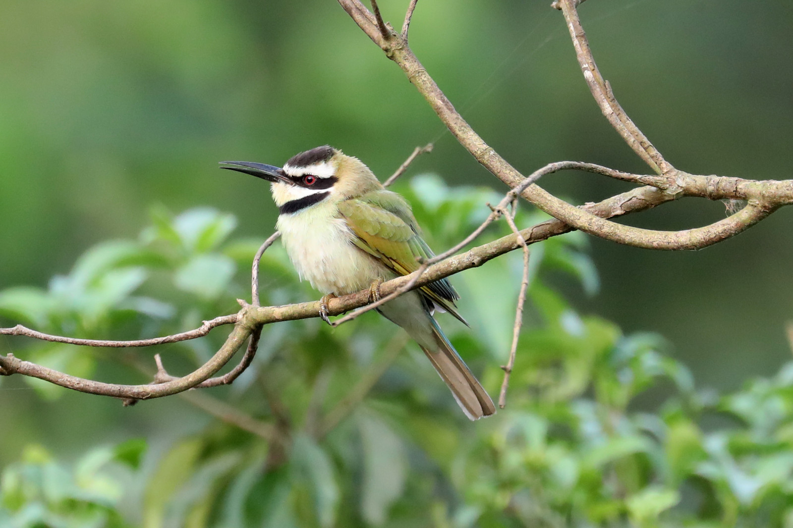 ramo, costa, natura, tropicale, Africa, mantellina, africano, becco, ovest, albero, uccello, selvaggio, fauna, ramoscello, appollaiati uccelli, ecosistema, organismo, vecchio mondo pigliamosche, usignolo, scricciolo, Coraciiformes, meropidae, Ghana, Whitethroated, Merops, Albicollis, Meropsalbicollis