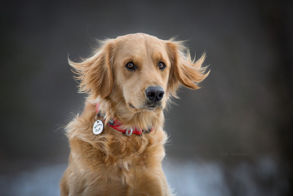 Wallpaper wind, nose, charlie, Nova Scotia Duck Tolling Retriever