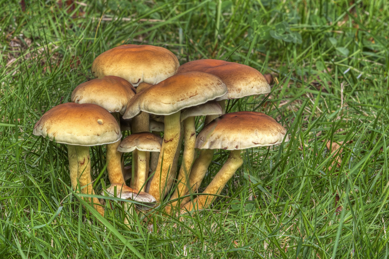 Wallpaper nature, mushroom, colors, latesummer 2000x1332 937861