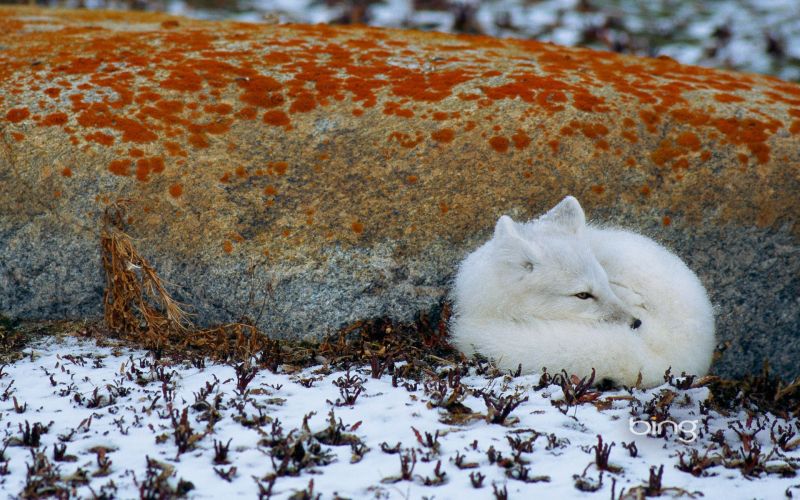 1920 x 1200 px, Arctique, Renard, Renards
