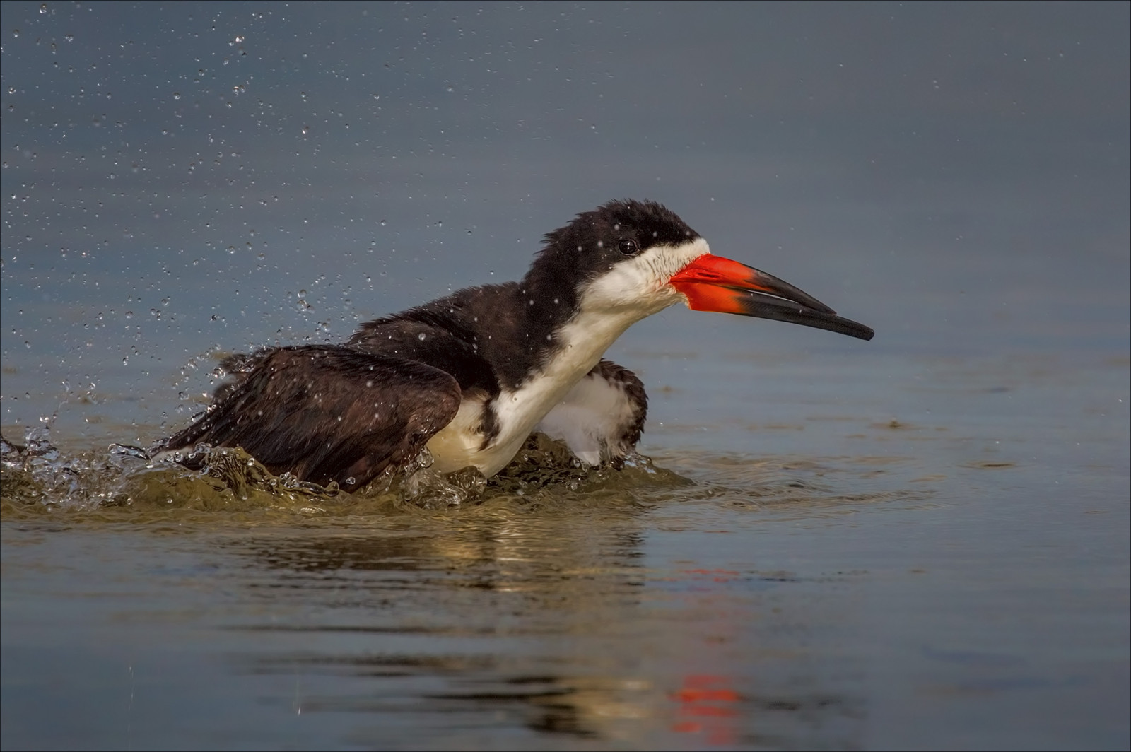 ptactvo, zvěř, moře, záliv, planeta, voda, Příroda, pobřeží, písek, pláž, Země, peří, Ryba, Volně žijících živočichů, svět, laguna, zobák, Létat, zvíře, pták, oceán, hnízdo, ave, zachovat, křídlo, fauna, Aves, obratlovců, shorebird, migrovat, sběračka, klouzat, seaduck, Mergus