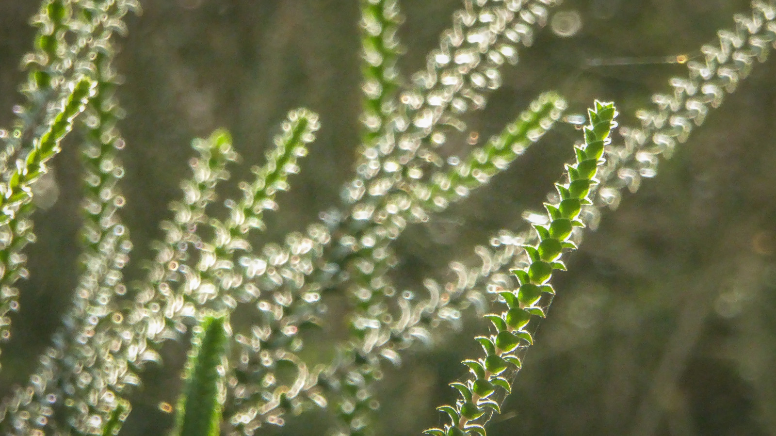 tráva, řeřavý, zelená, slunce, bokeh, odpoledne, rosa, rodák, nízký, Adelaide, paprsky, rostlina, web, pavoučí síť, flóra, vegetace, keř, lumix, zblízka, keř, tráva rodina, závod stonek, theen, vlhkost, stébla, prameny, waitearboretum, arrowgrass family, arrowgrass