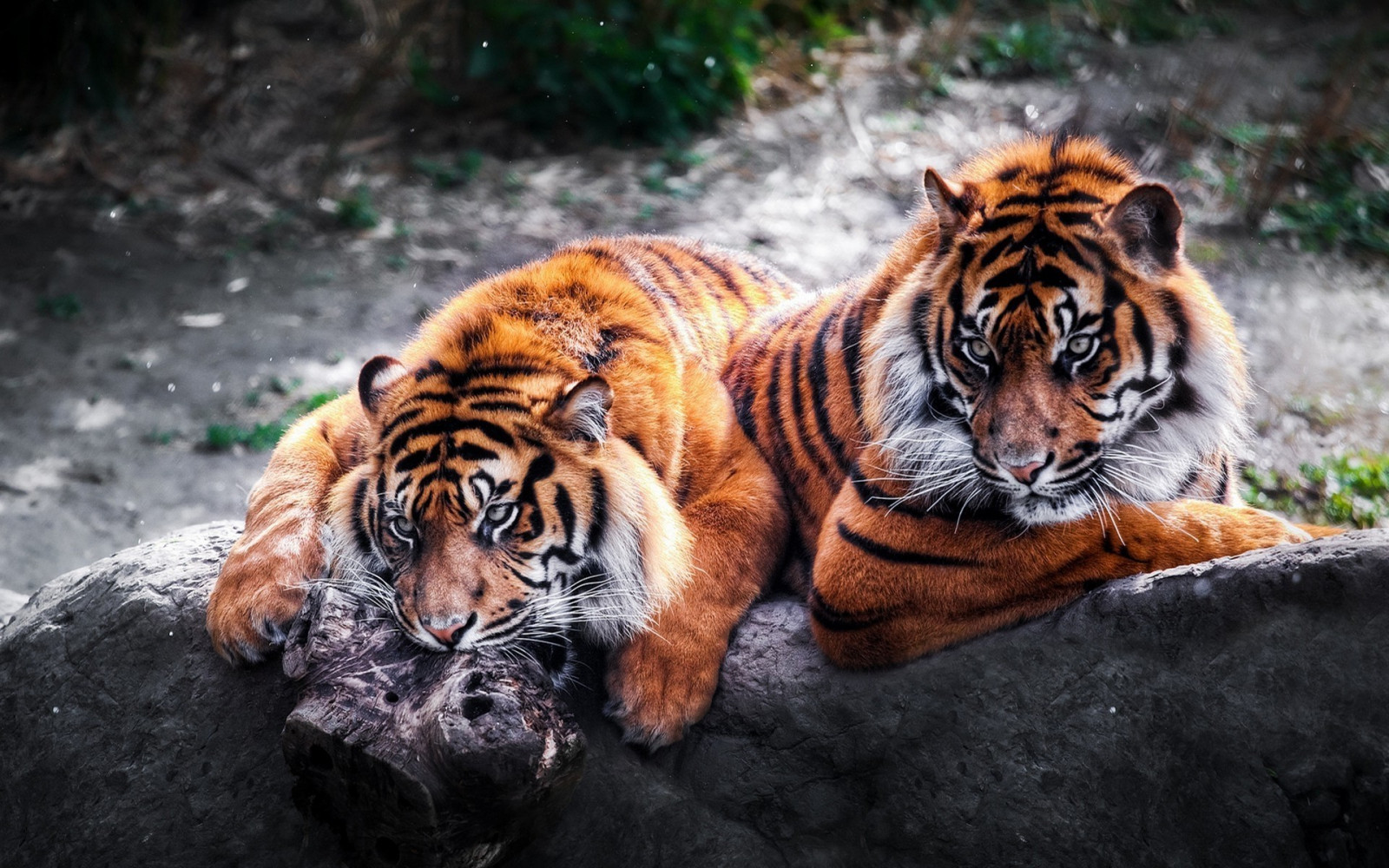 Tiere, Tiger, Tierwelt, große Katzen, Zoo, Fauna, Säugetier, 1920x1200 px, Wirbeltier, Katze wie Säugetier