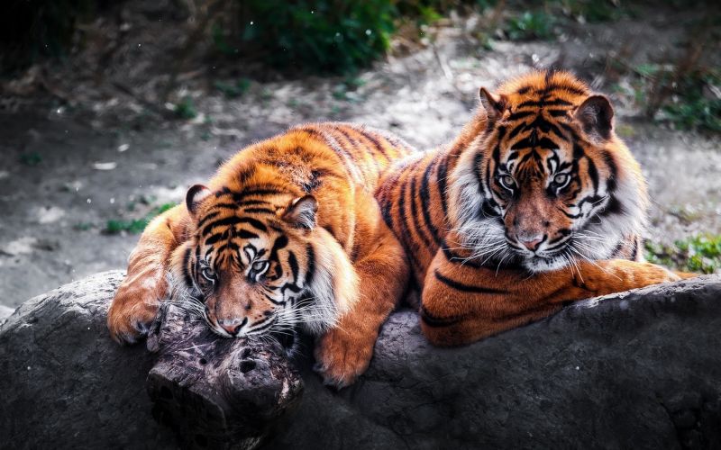 animals, tiger, wildlife, big cats, Zoo, fauna animals, tiger, wildlife, big cats, Zoo, fauna