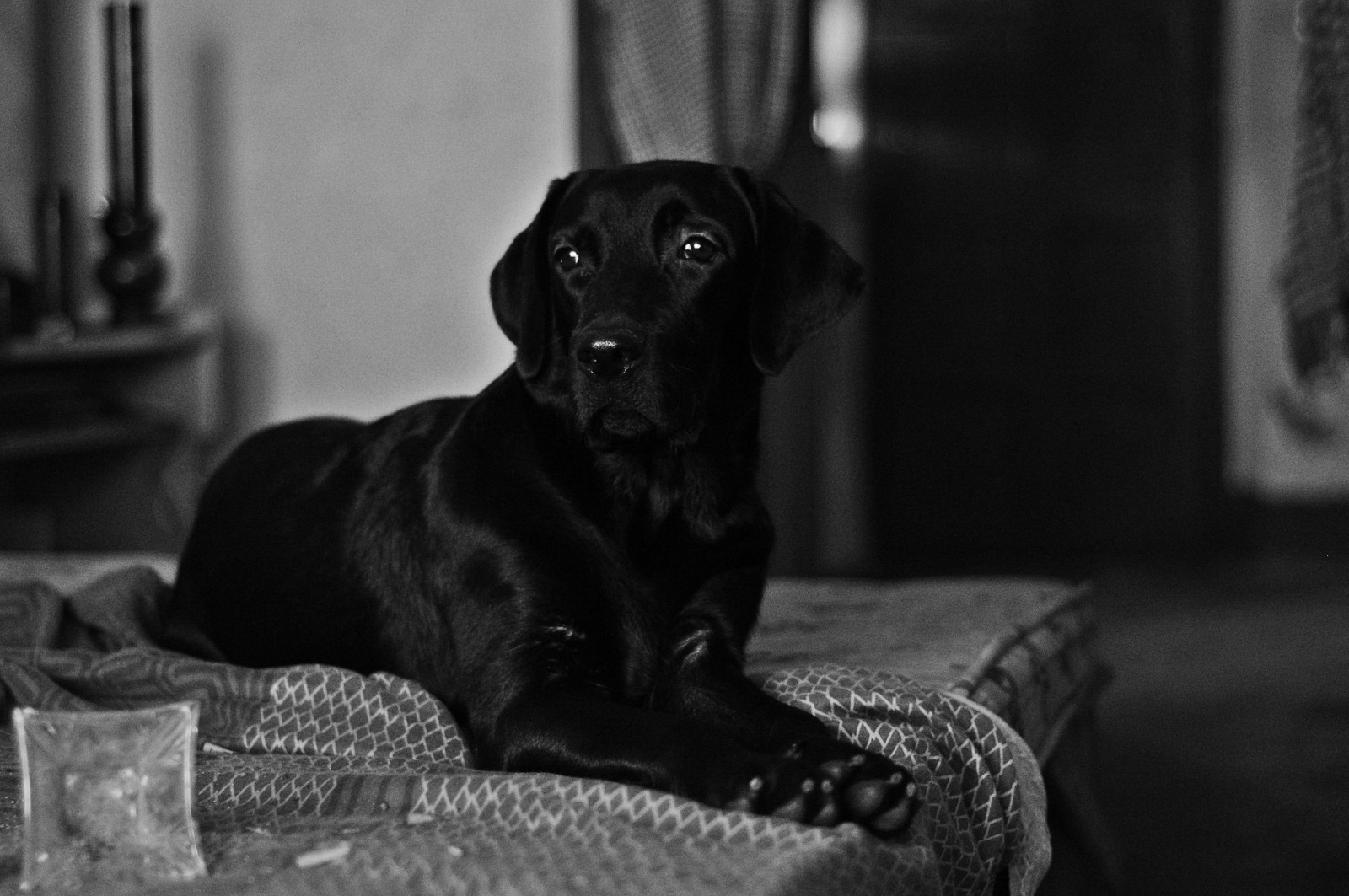sort, dyr, monokrom, hund, Labrador Retriever, hundehvalp, mørke, pattedyr, 6016x4000 px, sort og hvid, monokrom fotografering, hvirveldyr, hund som pattedyr