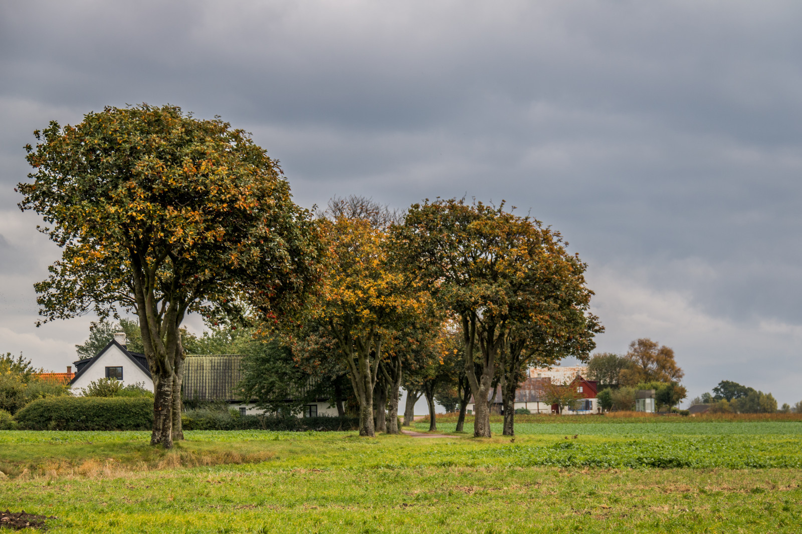 krajina, kopec, Příroda, tráva, nebe, pole, zelená, hospodařit, mrak, strom, podzim, list, květ, rostlina, sezóna, tr d, venkov, pastvina, landsbygd, s dersl tt, landskap, louka, trávník, venkov, dřevina, savana