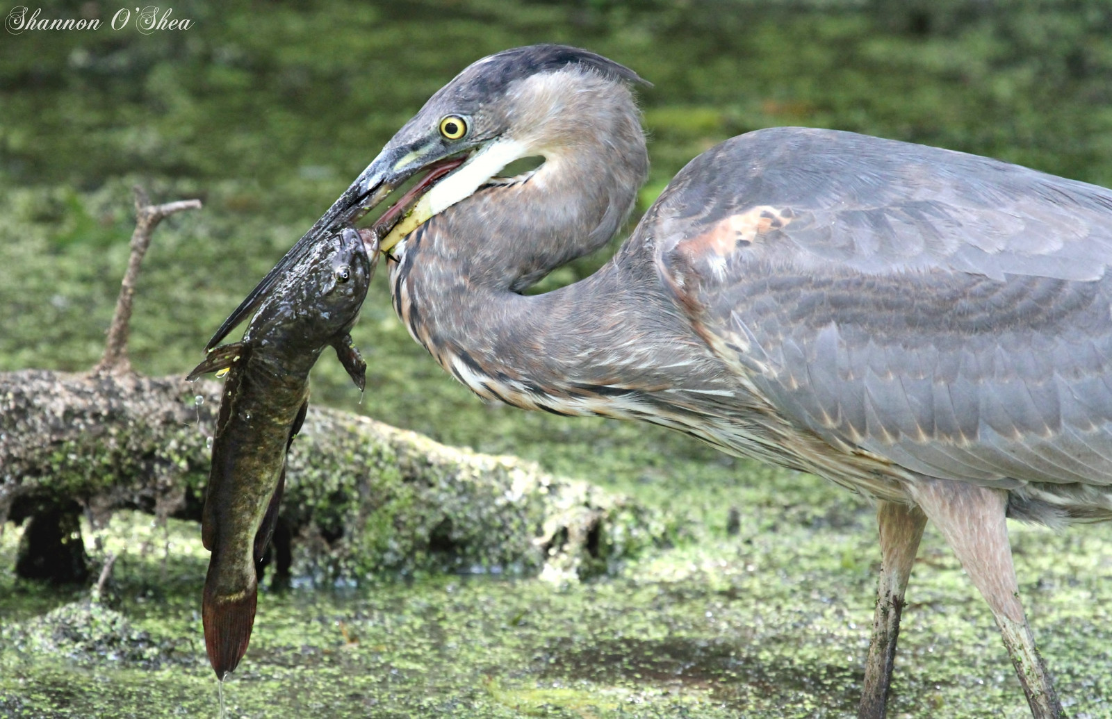 Wallpaper blue, fish, green, bird, nature, fishing, Pennsylvania
