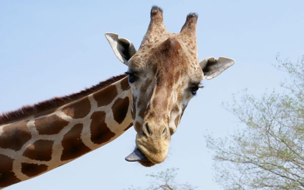 giraffe,funny,face,tongue