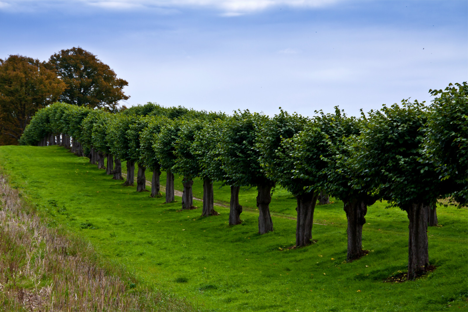 Tree Rows Garden Wallpaper : Germany, garden, trees, row, grass, lawn 4000x2667 ...