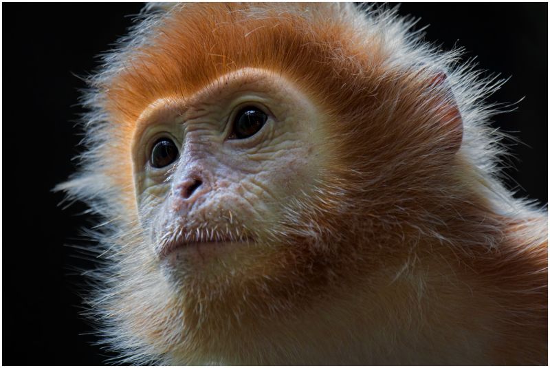 fauna,mammal,nose,face,eye,primate