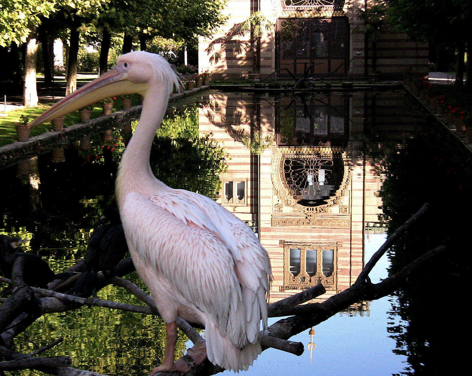 ptactvo, zvěř, stvoření, voda, odraz, zrcadlo, zoologická zahrada, zobák, strom, zvíře, pták, pelikán, odrážet, reflektion, Pelikan, mořský pták, vogel, fauna, řada, riflesso, roba66, odlesky, oiseaux, thewonderfulworldofbirds, reflejos, spiegelung, Zvířata, tierpark, hganimalsonly, Veslonozí, Wilhelma, botgarten, zoolgarten, christiangroup, Pelicano